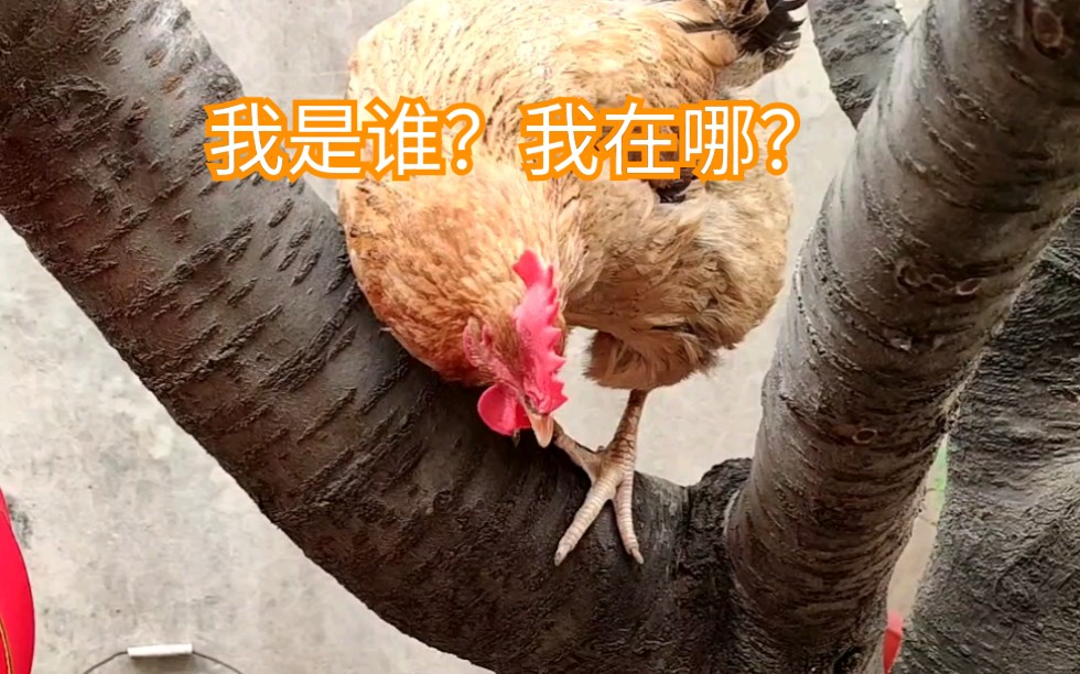 把鸡放在树上会怎样?哔哩哔哩bilibili