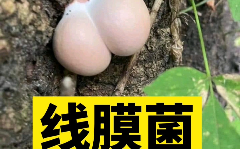 线膜菌,木头上多见,是一种黏菌哔哩哔哩bilibili