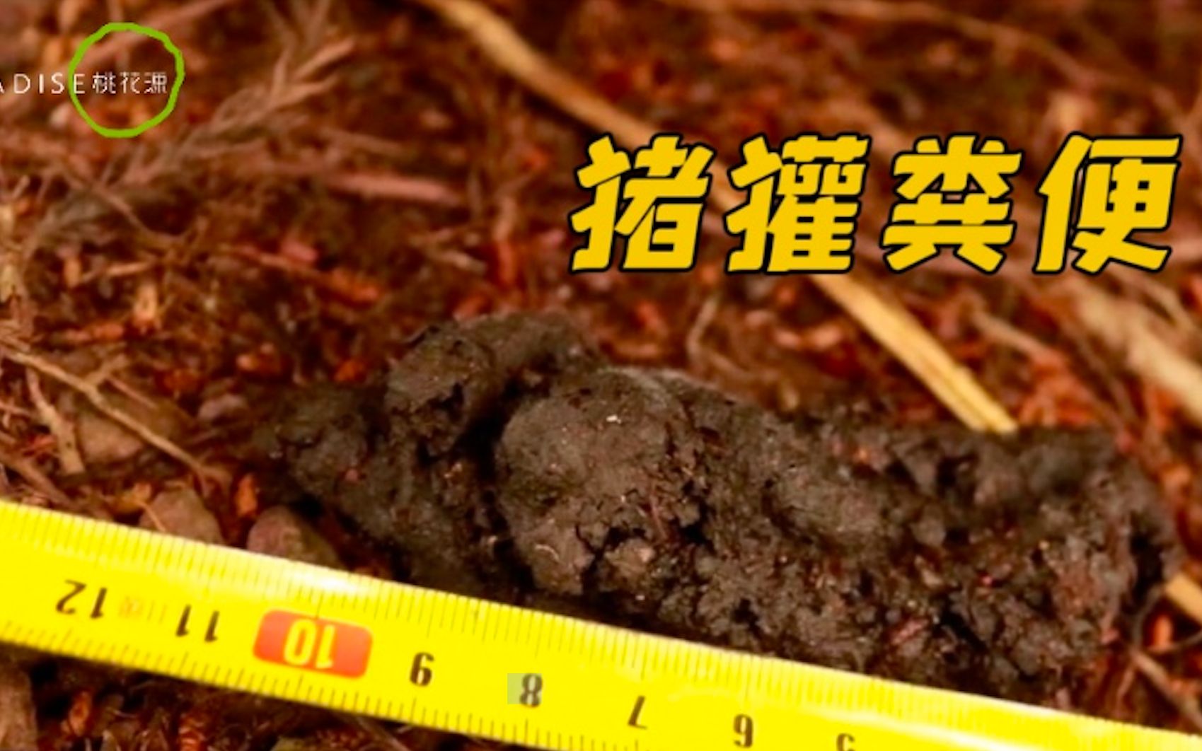 如何辨别猪獾与鼬獾的粪便?同为杂食性动物的它们有什么区别?