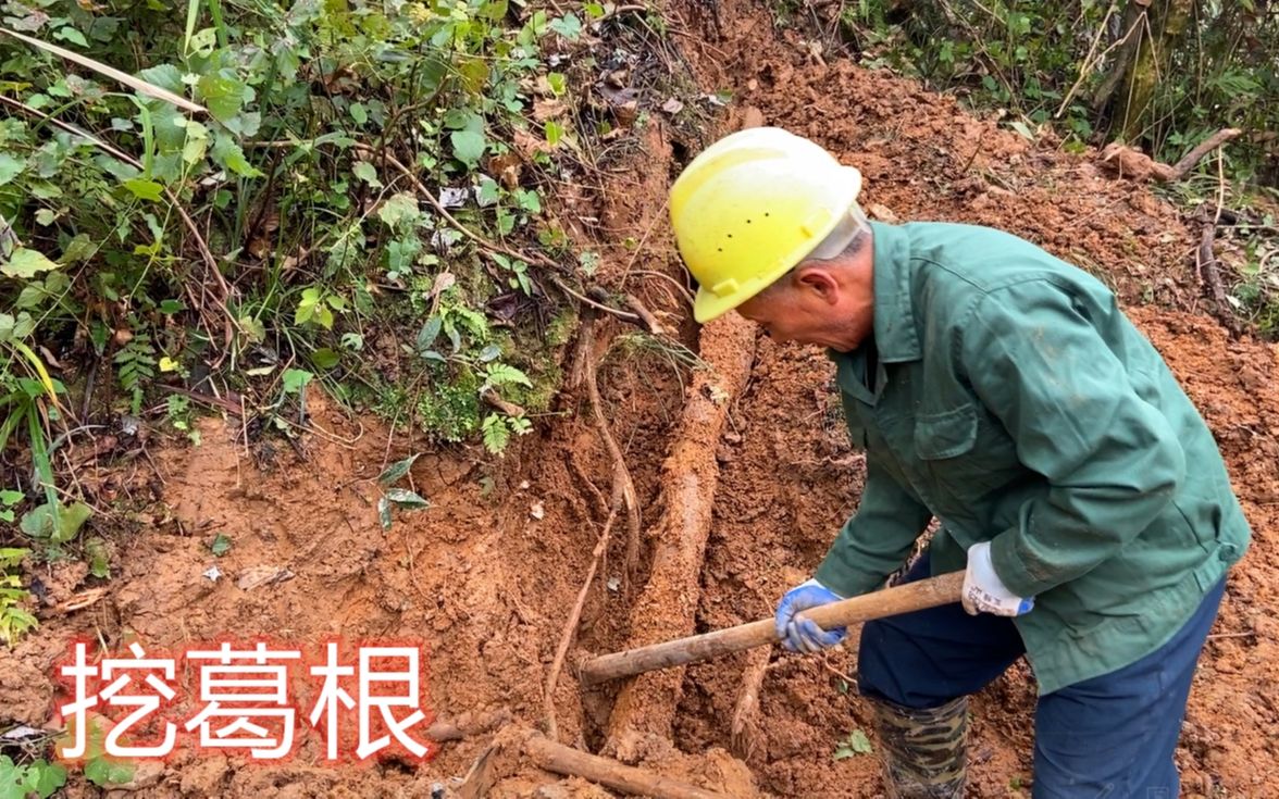 挖柴葛根了,农村人挖葛根,运气好挖到2米长的