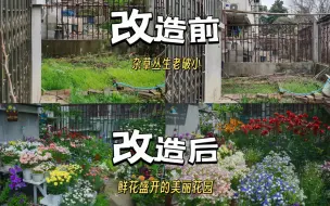 Download Video: 花了一年时间把杂草丛生的老破小院子改造成鲜花盛开的美丽花园