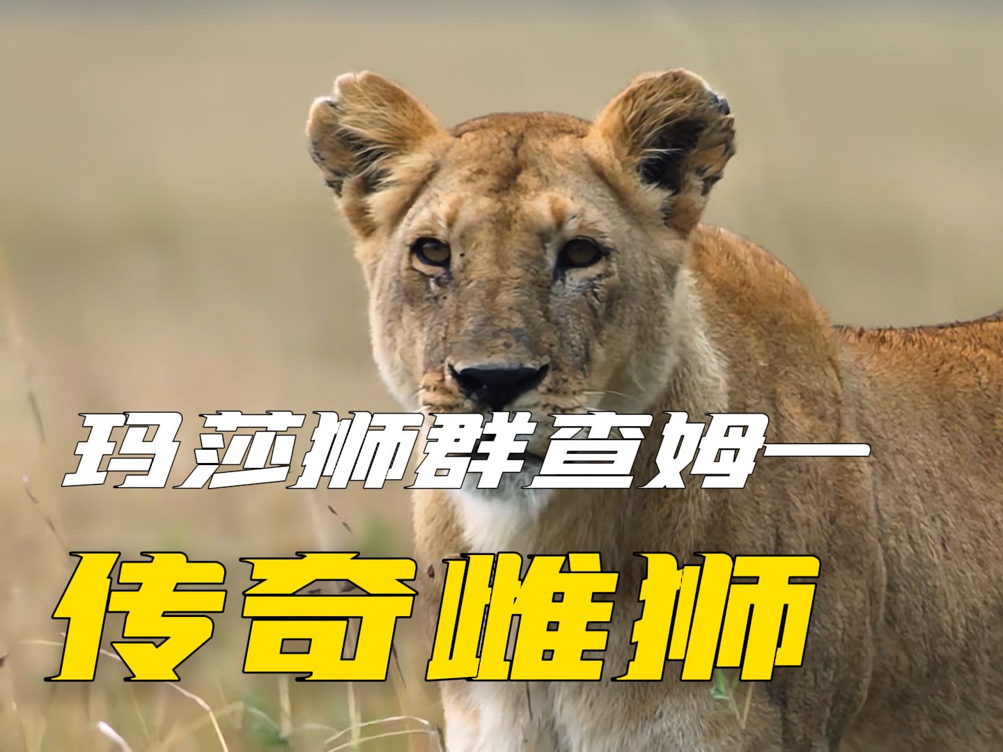 分崩离析的玛莎狮群,一代传奇雌狮查姆就此崛起