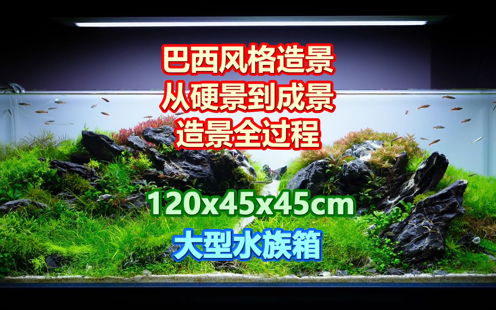 从硬景到最终成景全过程的巴西风格水族造景,120x45x45cm水族箱哔哩哔哩bilibili