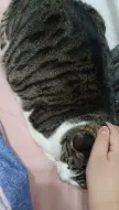 Скачать видео: 《关于我的猫咪太可爱了那回事》