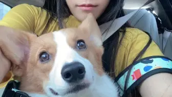可爱小狗
