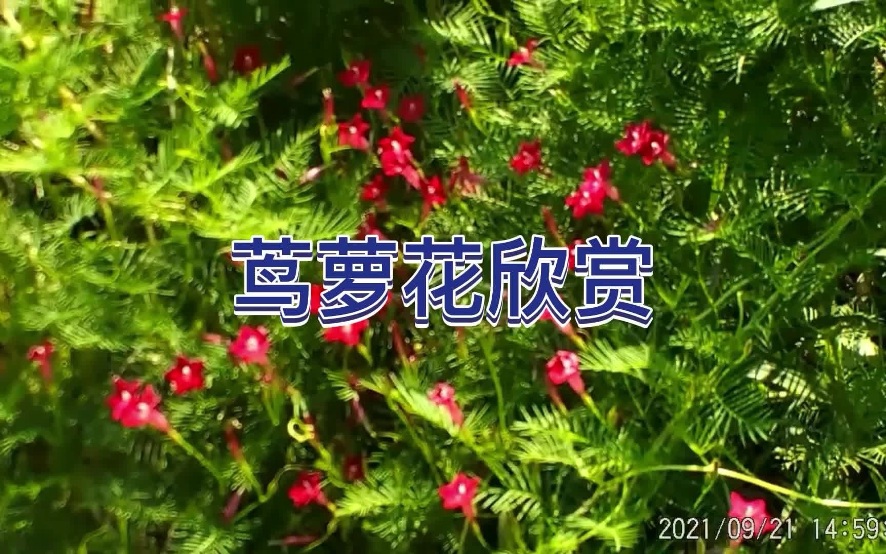 茑萝花欣赏哔哩哔哩bilibili