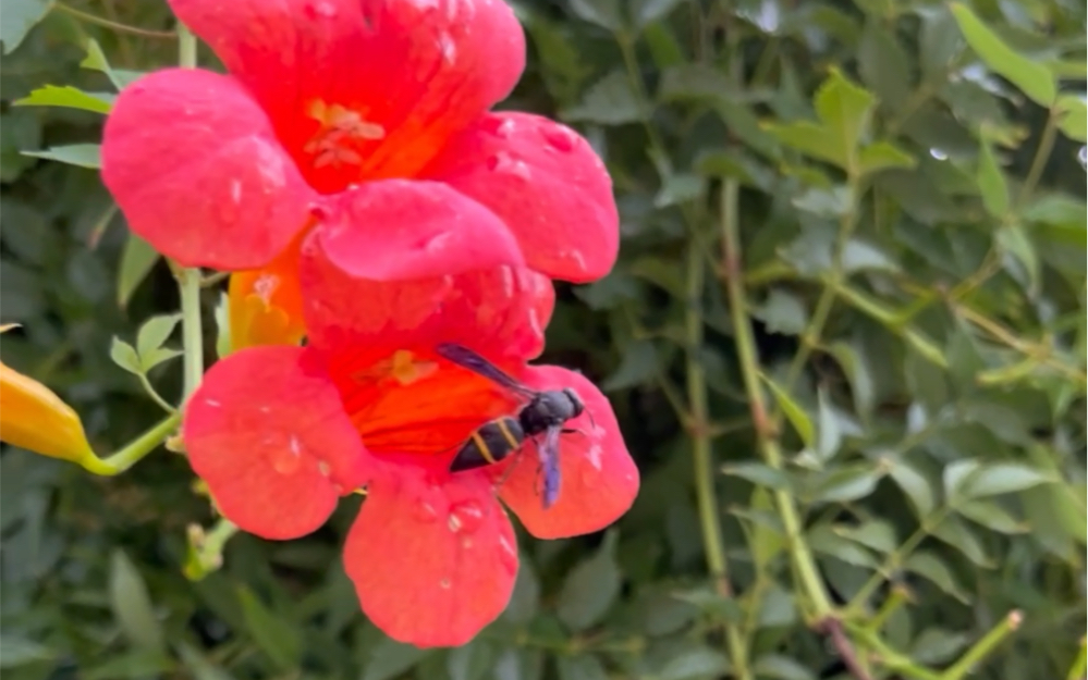 [图]雨天，蜜蜂在凌霄花中躲雨，好浪漫！