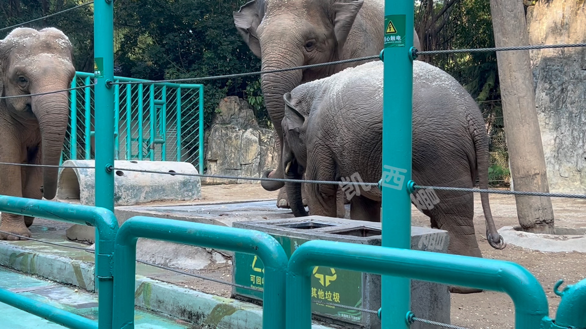 亞洲象 #長隆野生動物園 #大象朱莉 #大象威望 #大象嘰咕