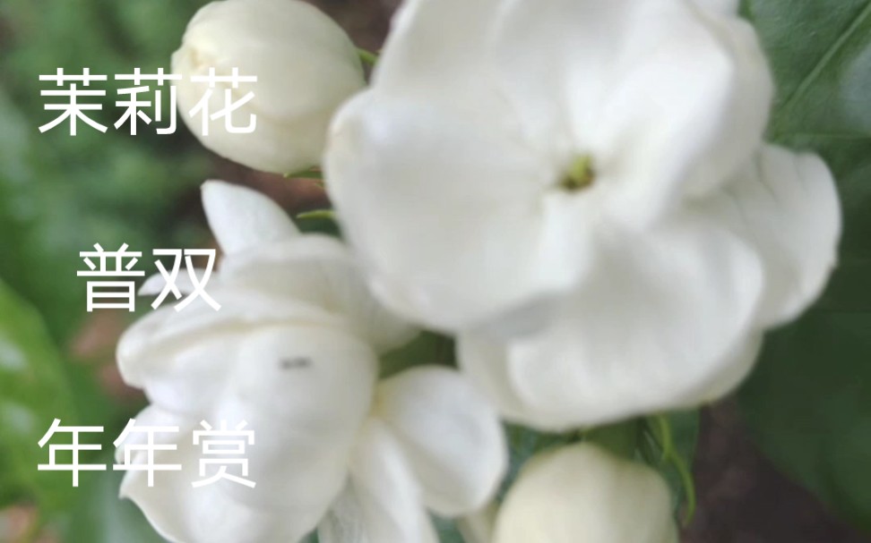 这个夏天,茉莉花普双花开颜值高