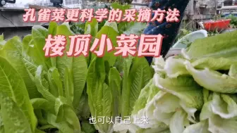 Скачать видео: 楼顶小菜园，分享一下孔雀菜最科学的采摘方法，今年流行孔雀菜。