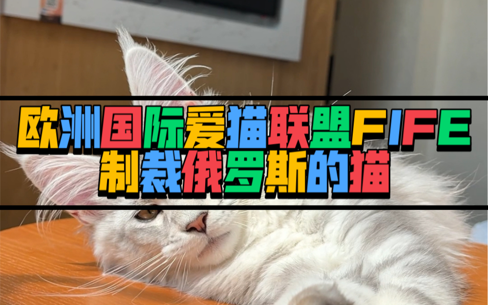 俄罗斯的猫被制裁图片