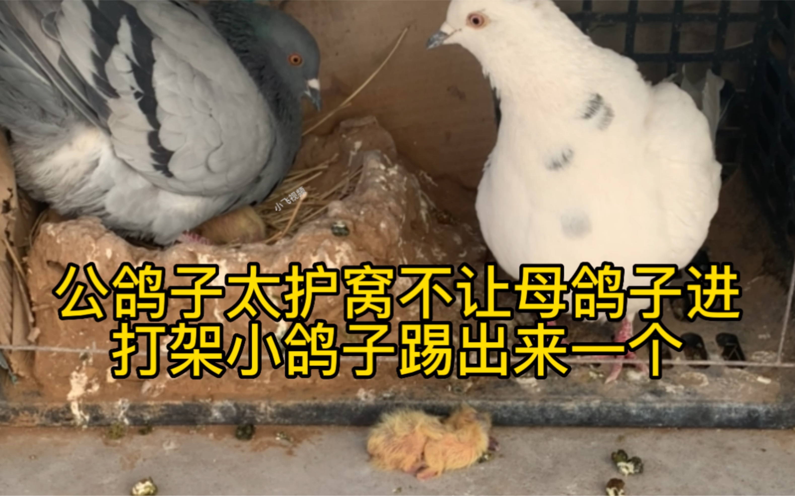 小鸽子出壳种鸽太激动抢着抱窝,小鸽子遭殃了
