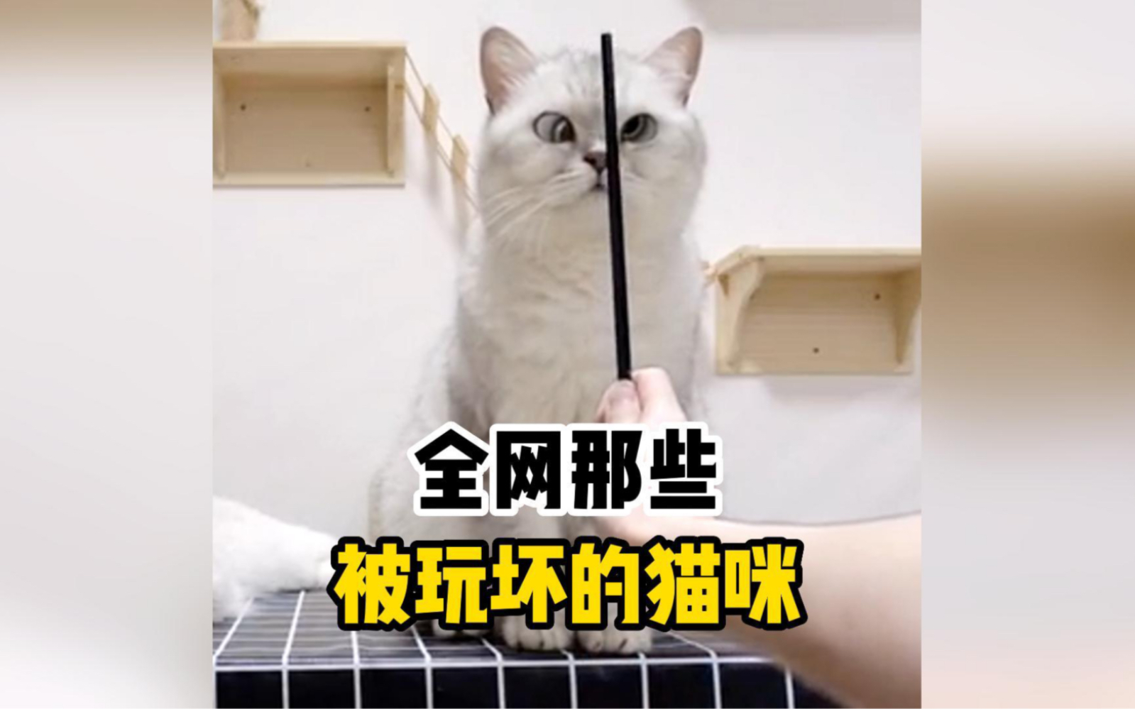 [图]盘点那些被人类玩坏的可爱猫咪，原来猫不和狗玩是有原因的