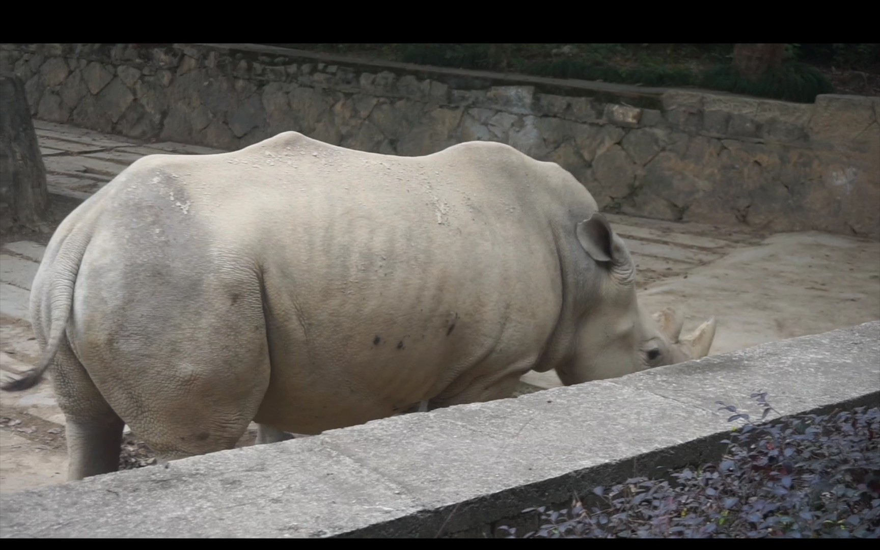 杭州野生动物世界的白犀牛与河马