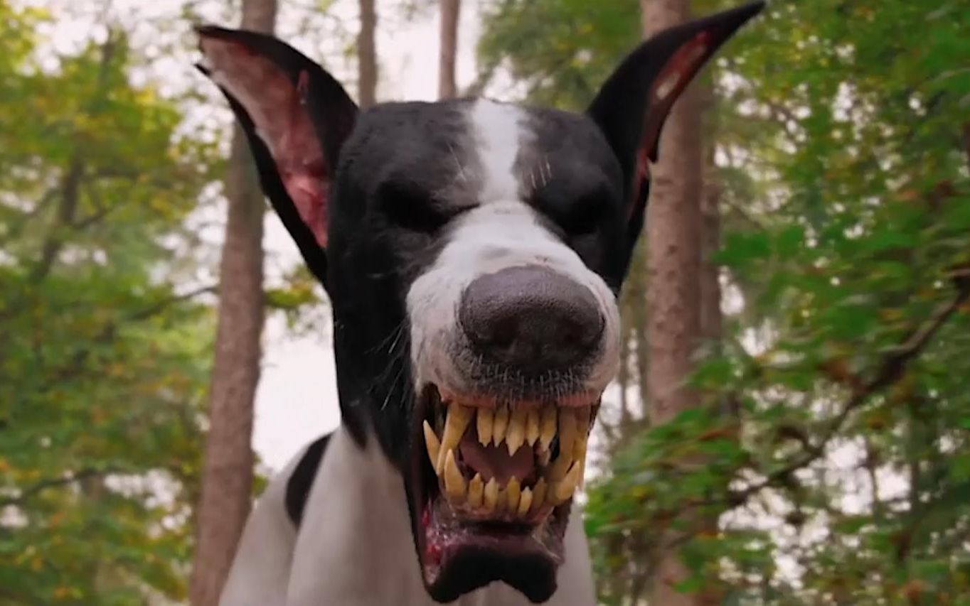 地狱恶犬来人间寻主,听到小主人喜欢蠢萌小狗后,瞬间换了副嘴脸