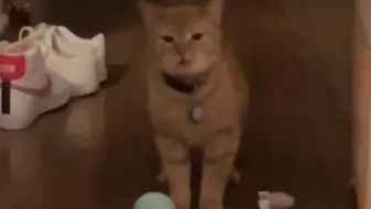 小猫歌唱家