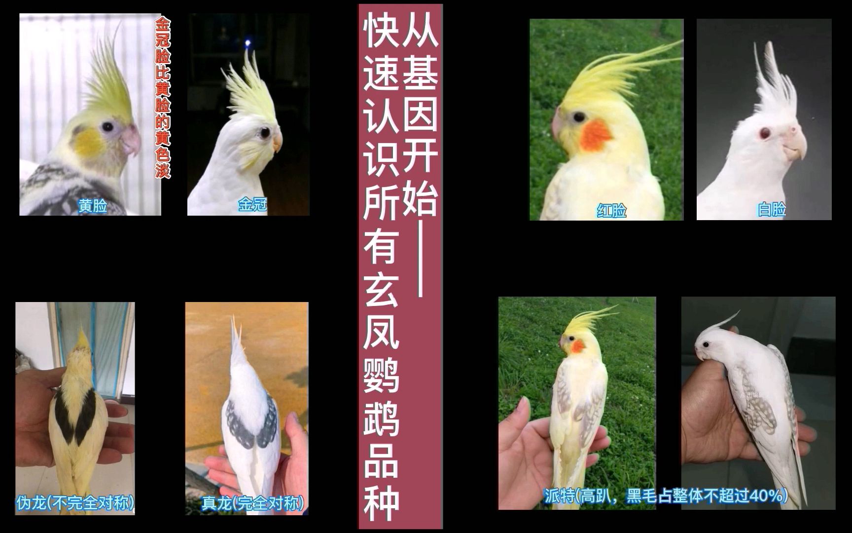 活动作品你真的认全了所有的玄凤鹦鹉吗