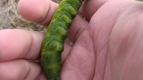 麻麻赖赖的 盘它 豆天蛾幼虫 哔哩哔哩