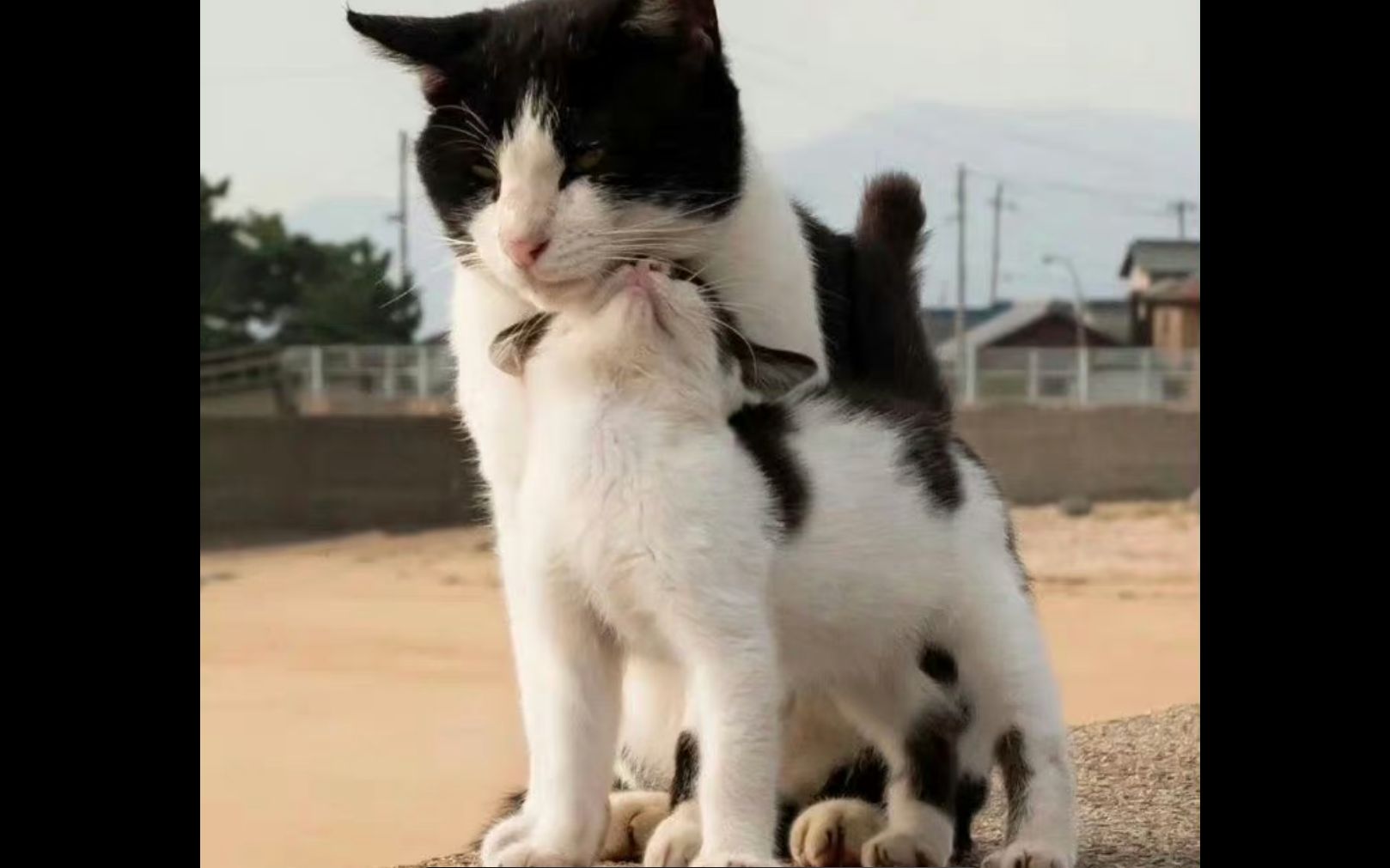 [图]“我是流浪猫，但我的孩子不是 ！”