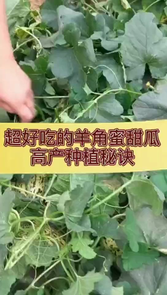 超好吃的羊角蜜甜瓜,高产种植秘诀哔哩哔哩bilibili