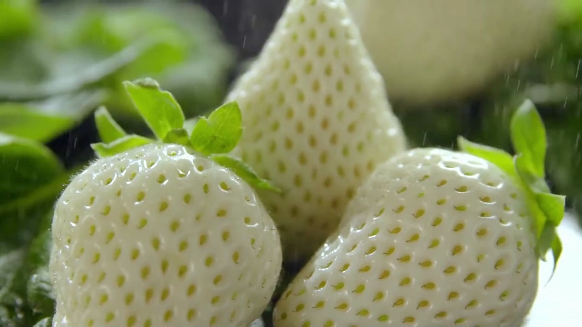 趣味水果纪录片水果传白草莓到底是如何乔装打扮魅惑众生的