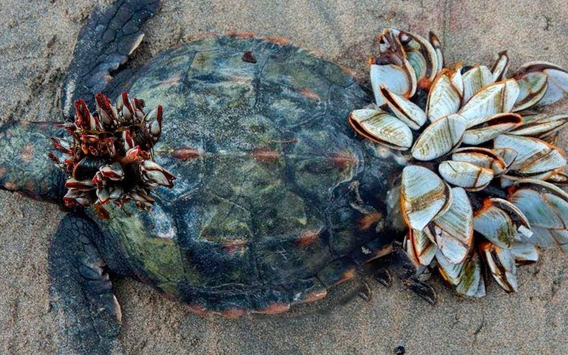 帮助海龟藤壶,整个后壳跟肚皮几乎被寄生满了,再不清理无法觅食