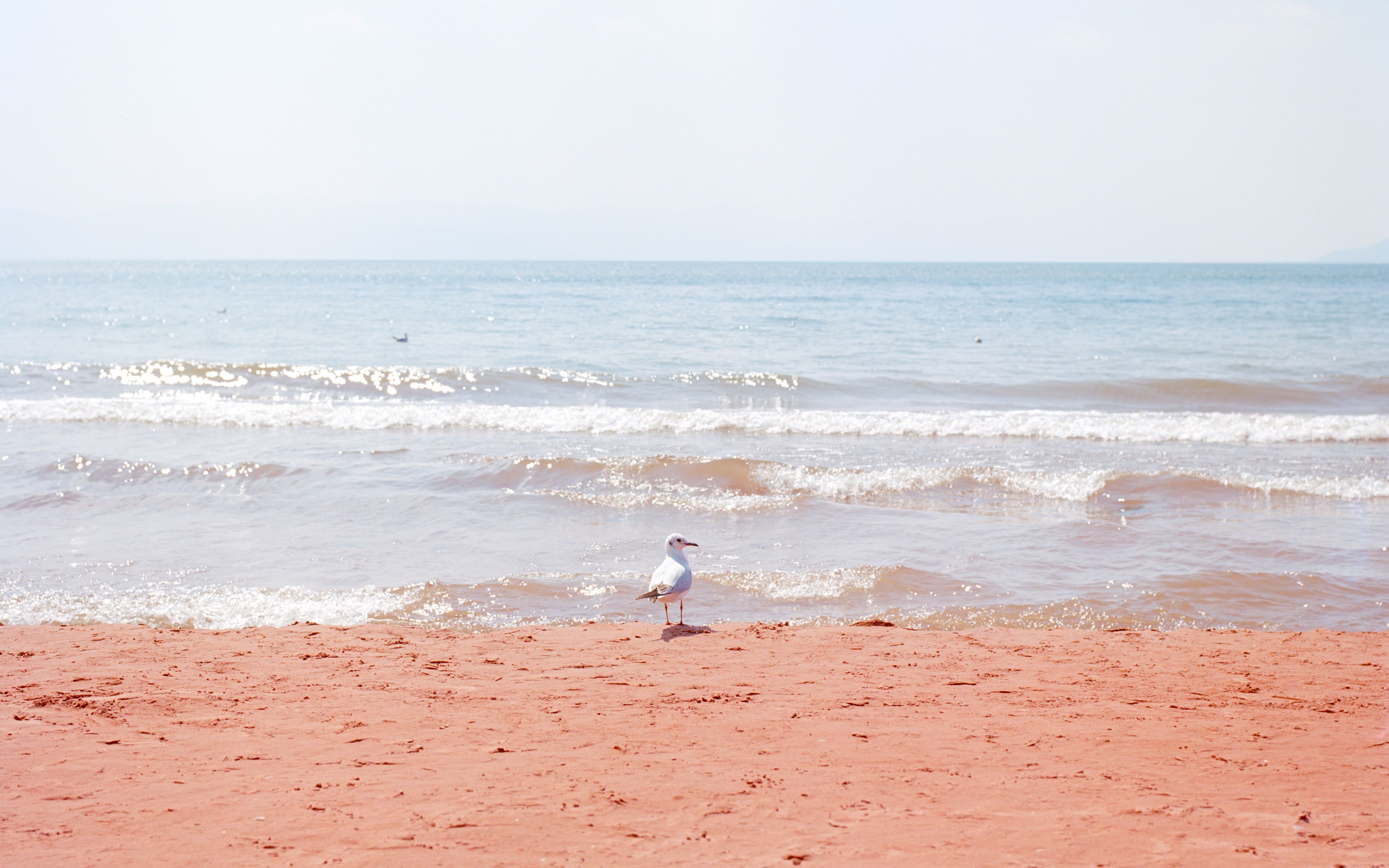 昆明 | 周末两天飞抚仙湖,在海鸥与红色沙滩间感到了治愈