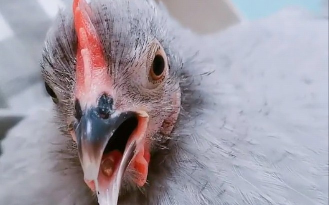 面包虫套在鸡舌头上了怎么拿下来