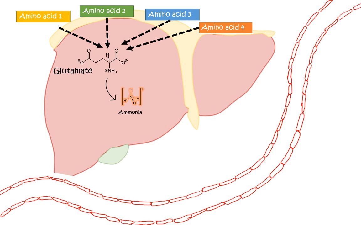 氨基酸分解代谢 Amino acid catabolism Transamination Deamination Urea cycle哔哩哔哩bilibili