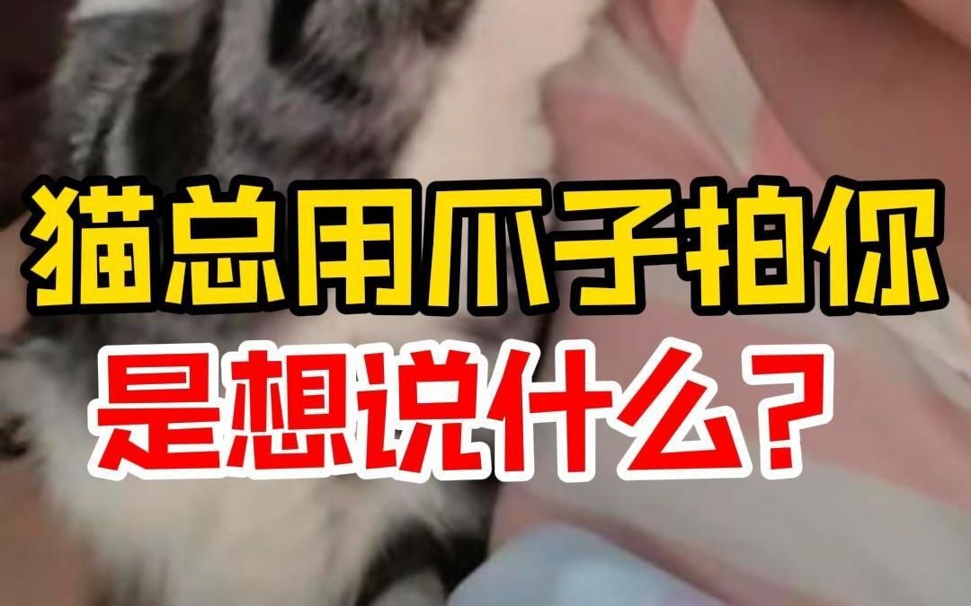 猫总用爪子拍你,是想说什么?哔哩哔哩bilibili