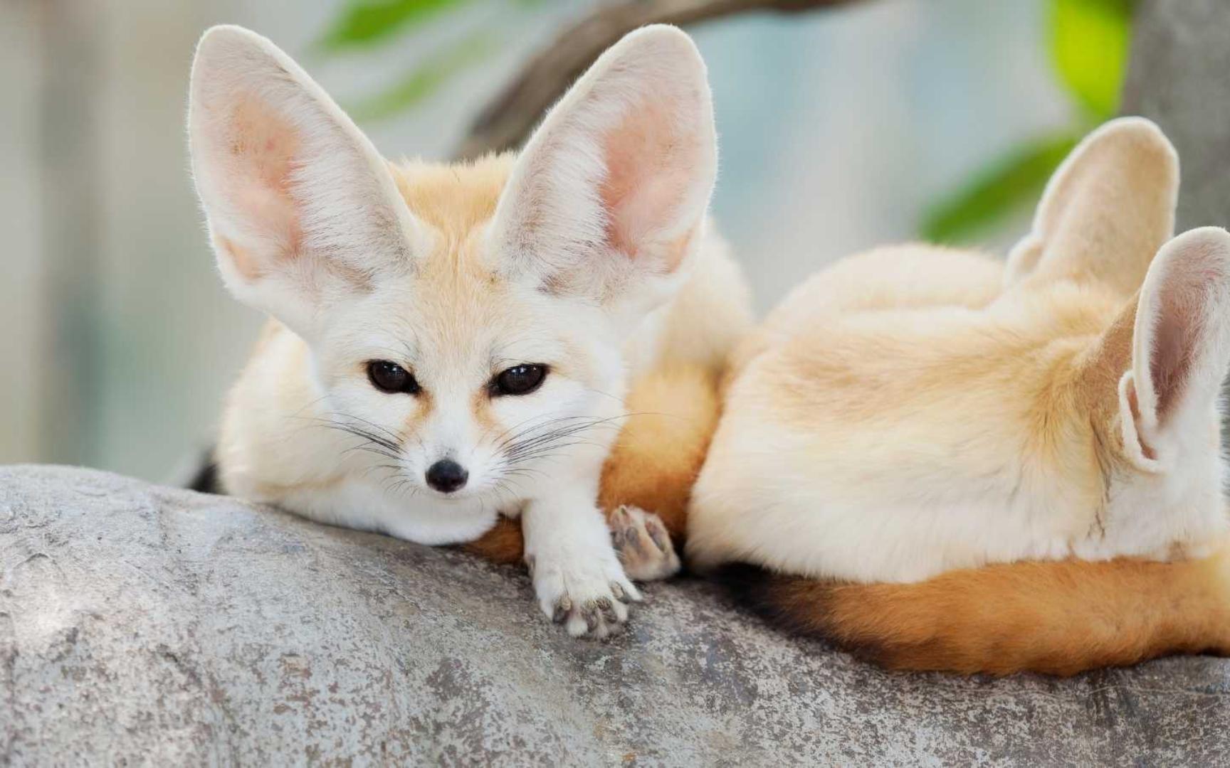 最萌沙漠之狐,不靠卖萌靠挖洞