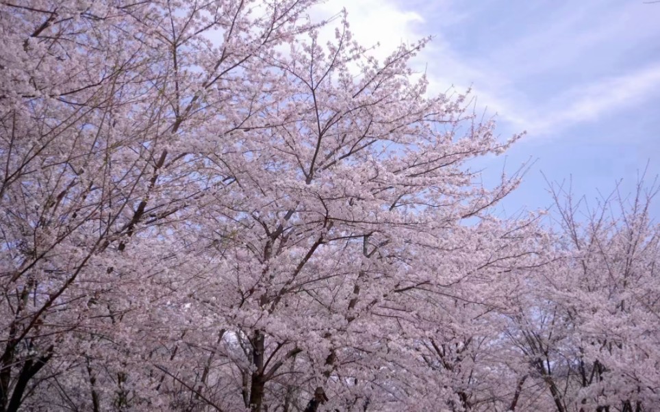 贵州大学西校区樱花|正是樱花当令的季节,樱花盛放如十里锦绣!哔哩哔哩bilibili