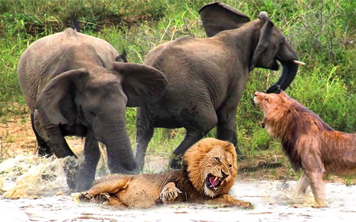狮子围攻大象,结果却是大象追着狮子跑,镜头拍下全过程_哔哩哔哩_bili