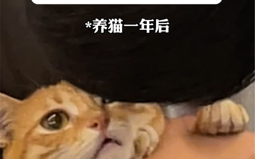 养猫人的两幅面孔哔哩哔哩bilibili