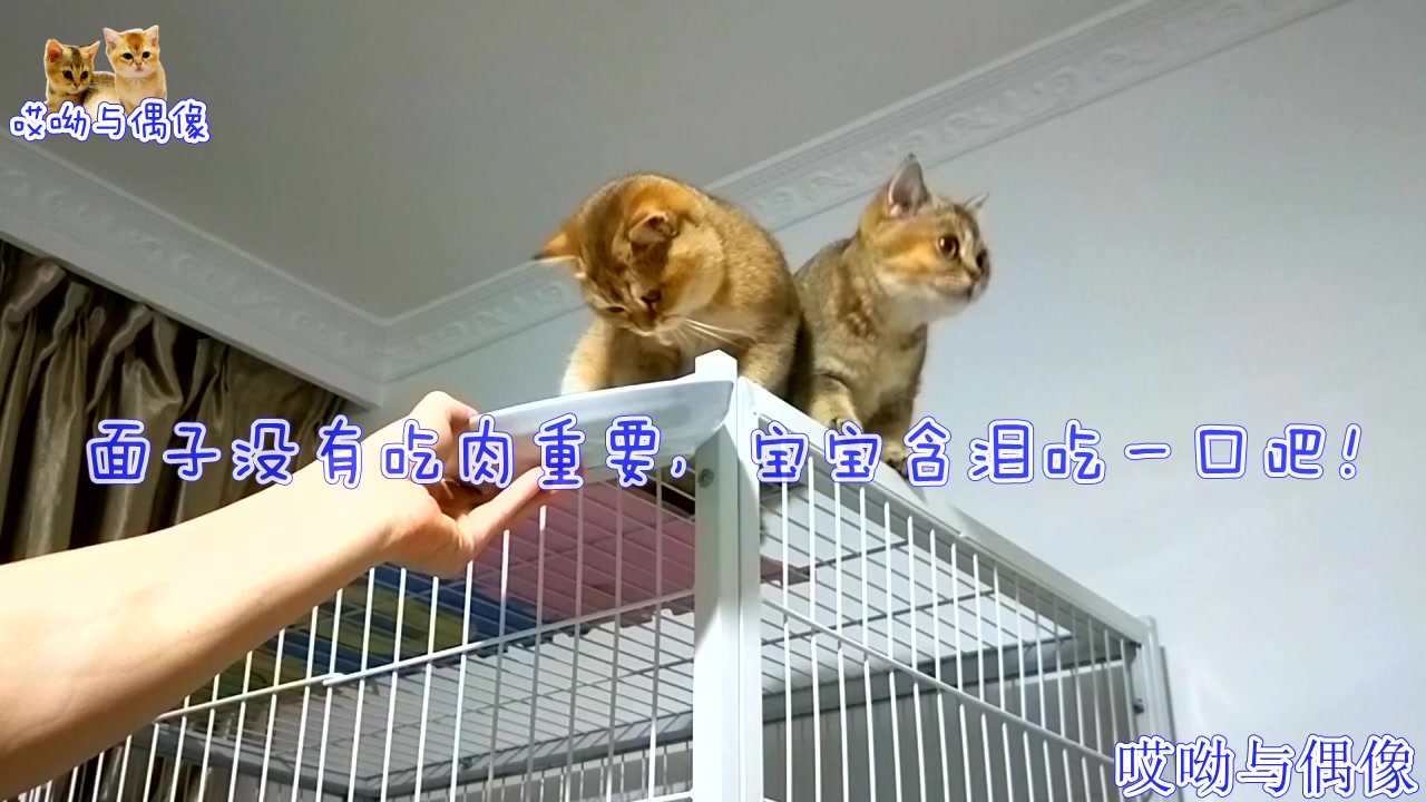 【宠物之道】主人端盘肉故意眼馋高处的两只金渐层猫,小猫表现太逗了:咱们换换喂吧哔哩哔哩bilibili