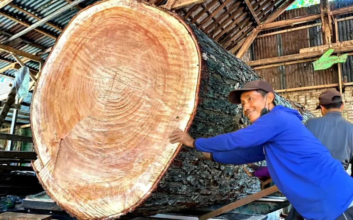 木材厂切割巨型桃花心木