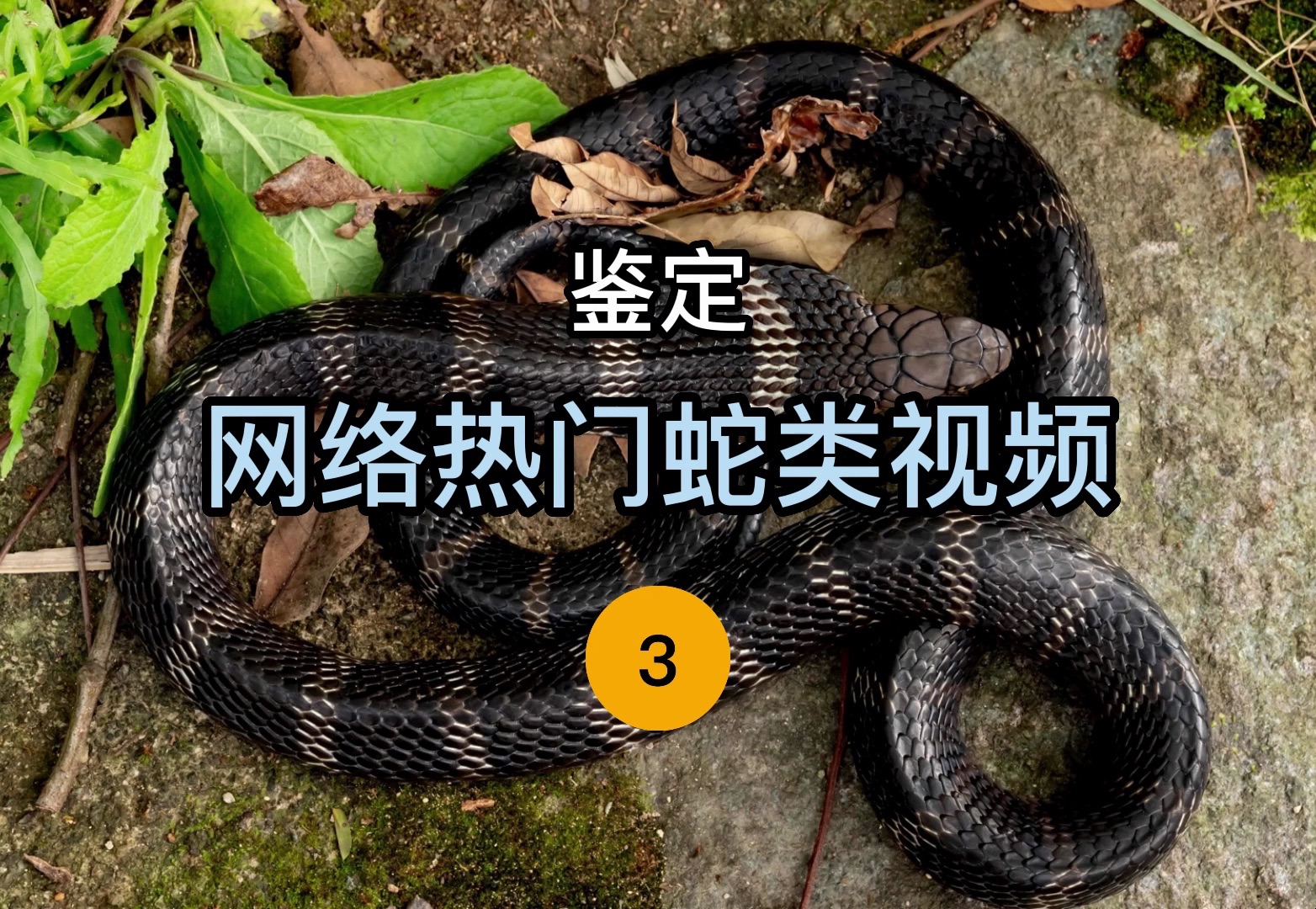 蛇视频音乐（播放蛇类的视频）《播放蛇的短片》