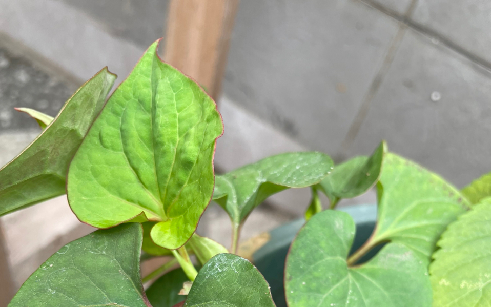 在我这儿鱼腥草也算是香草呢𐟘…,种了各种香草植物.哔哩哔哩bilibili