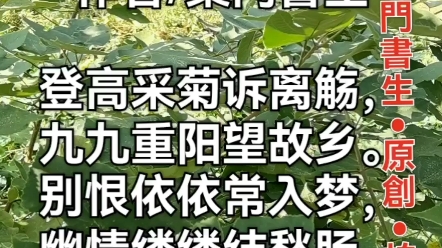 七绝ⷩ‡阳作者/桑门书生登高采菊诉离觞,九九重阳望故乡.别恨依依常入梦,幽情缕缕结愁肠.哔哩哔哩bilibili