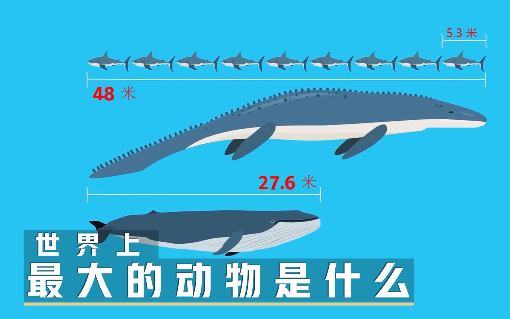 世界上最大的动物哔哩哔哩bilibili