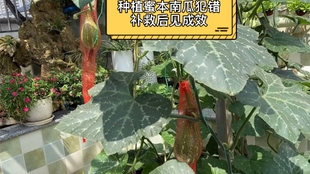 早栗蜜本南瓜只长雄花不长结果的雌花怎么办 看我怎样让它长雌花 哔哩哔哩 つロ干杯 Bilibili