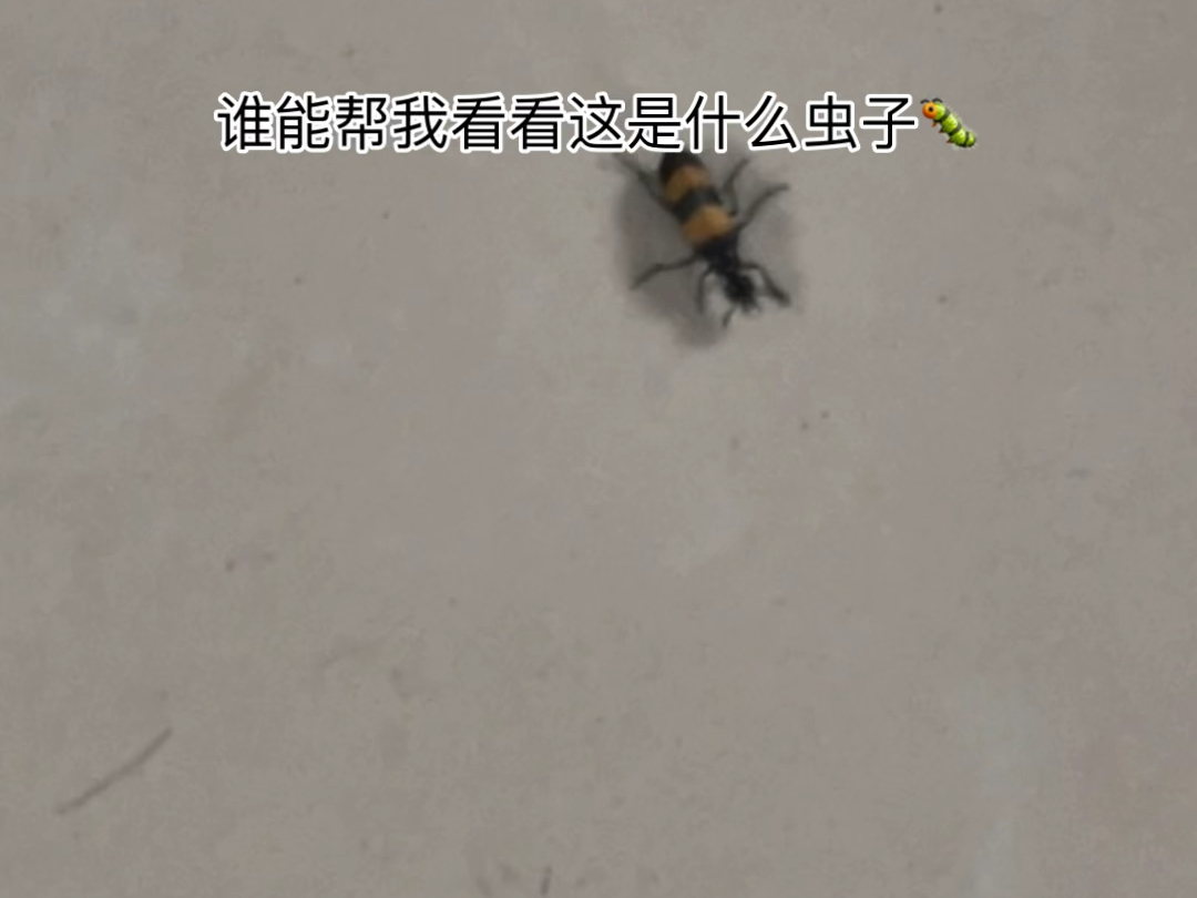 这虫子怎么那么像蜜蜂?