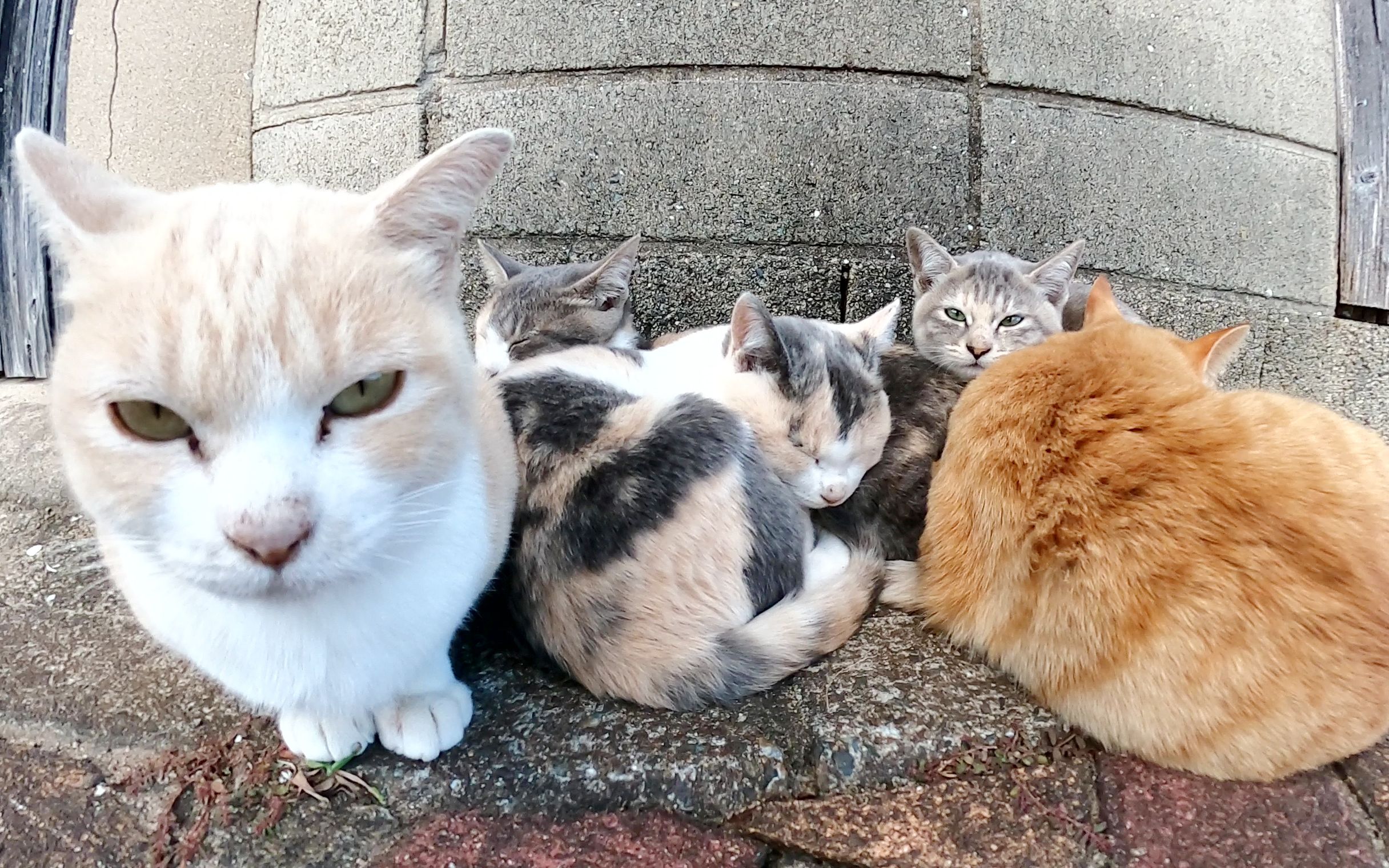 许多猫聚集在一起取暖身体