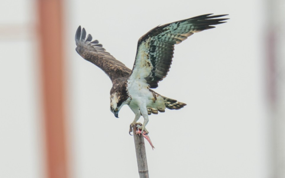 鹗站在竹竿上吃鱼有点累