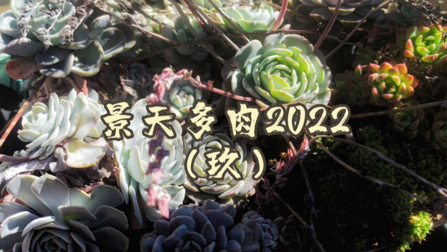 【第207期】我的景天科多肉植物(9)哔哩哔哩bilibili