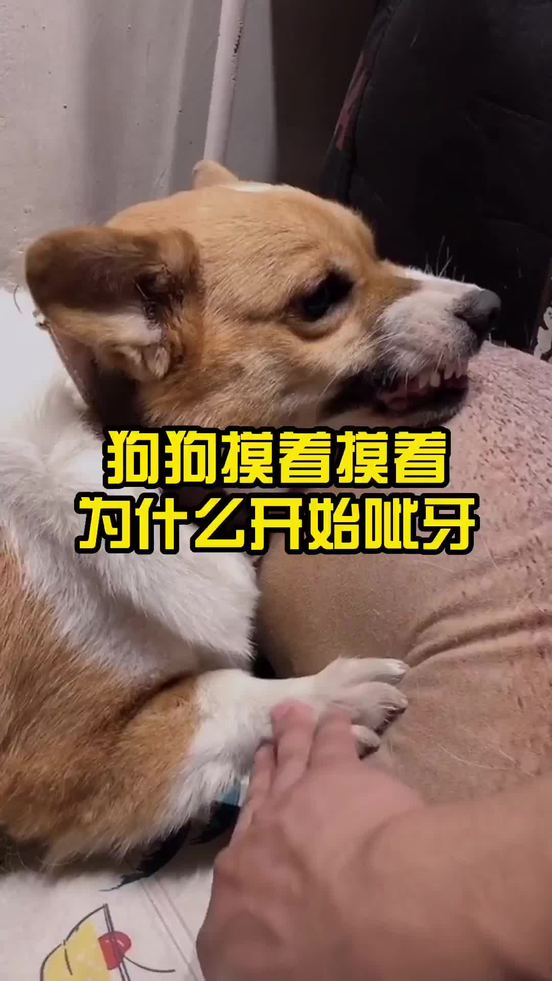 狗狗摸着摸着为什么开始呲牙,哔哩哔哩bilibili