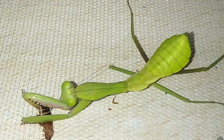 泰国盾螳螂图片