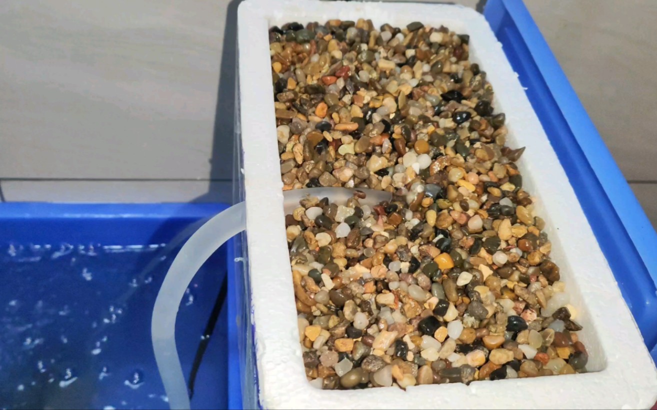 自制泡沫箱沼泽过滤,过滤效果非常好