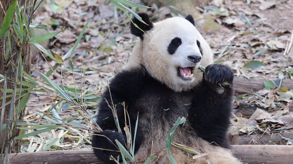 20211229【大熊猫福来】吃竹子