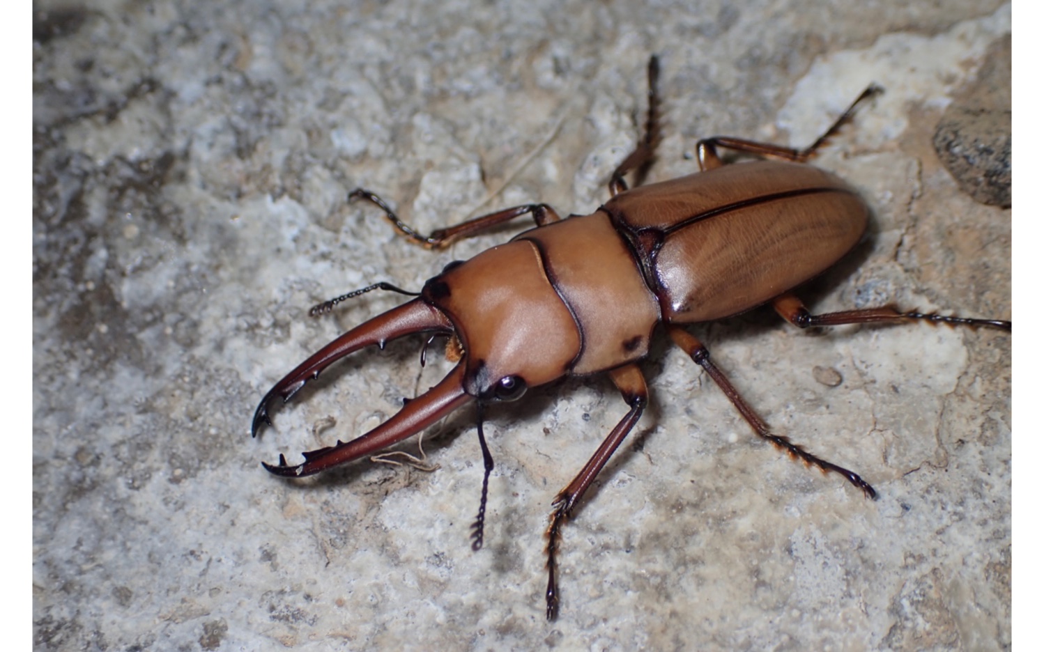 婆罗洲印象(12)法拉维德斯锯锹母虫